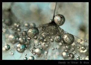 Dandy in Silver & Blue.jpg